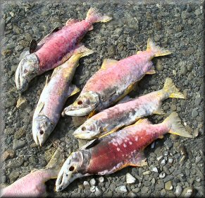 Dead sockeye mean the spawn was strong and the ecosystem is pumping.