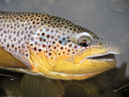 Missouri River Brown near Craig, Montana
