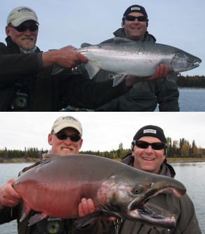 Fall Silver Salmon Chrome and Colorful