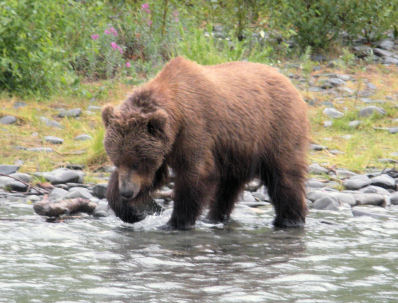 Alaska Grizzly / Brown Bear Kenai River