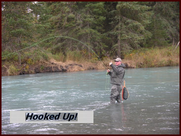 Upper Kenai Rainbows!