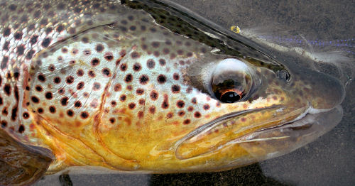 Missouri River Montana Browntrout on Streamer