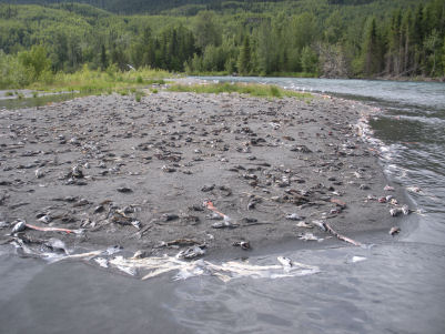Sockeye Boneyard Kenai River Alaska