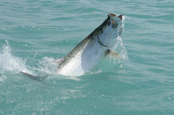 Islamorada Giant Tarpon