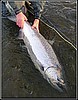 LOWER KENAI RIVER Salmon and Trout
