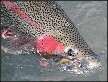 Alaska Fly Fishing: Kenai River Guide Fishing Trips with Mystic Waters