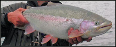 Alaska Fly Fishing trip for Kenai River Rainbow Trout