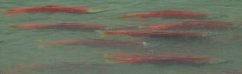 Sockeye Salmon nearing the spawn in Quartz Creek Alaska