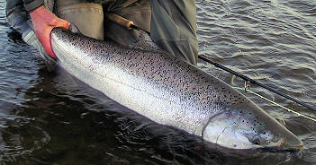 Alaska Salmon Fishing on the Anchor River