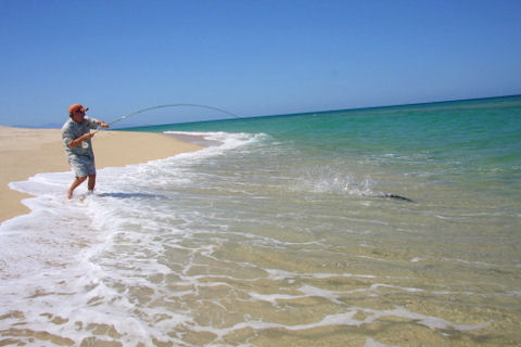 Roosterfish hooked from the beach Baja Mexico