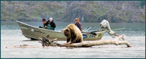 Alaska Kenai River Brown Bears Love Salmon