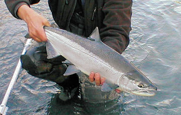 June Sockeye (Red) Salmon from the Upper Kenai River Alaska
