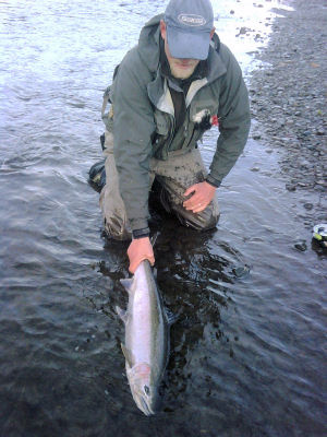 Kenai Peninsula Steelhead