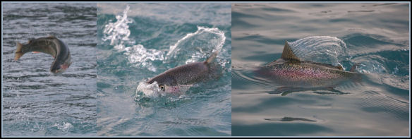 Fighting Alaska Kenai River Rainbow Trout