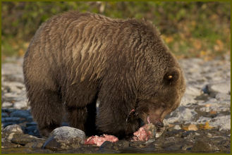 Kenai Brown Bear Eating Sockeye Salmon