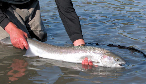 Alaska Steelhead Fishing - Steelhead Fly Fishing in the Kenai River, Alaska  Fly Fishing Guides