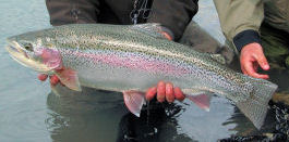 Kenai River Alaska resident Rainbow Trout