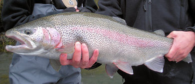 Kenai River Rainbow