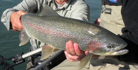 Kenai River Rainbow