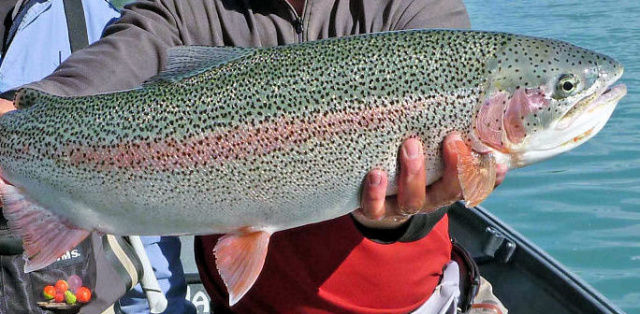 Kenai River Rainbow Trout