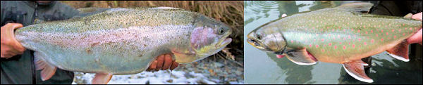 Fat Fall Kenai River Rainbow and Dolly Varden