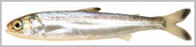 Sockeye Smolt