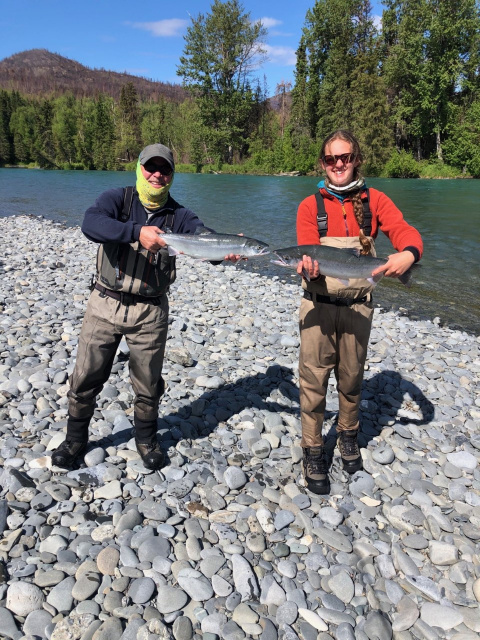 Sockeye Salmon Kenai River 2020