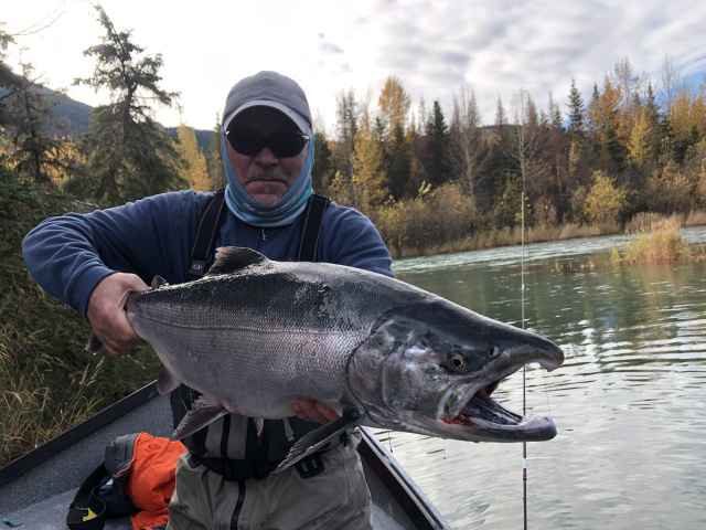 Late Run Kenai River Silver Salmon