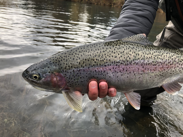 Upper Kenai River Rainbow Trout