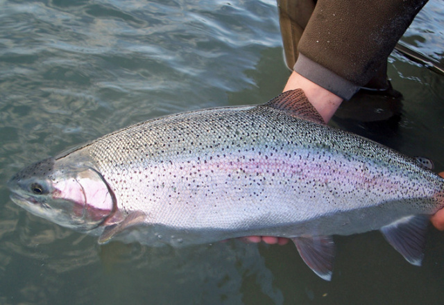 Upper Kenai River Rainbow Trout Fishing