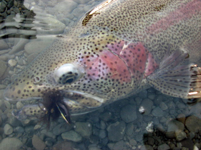 Kenai Rainbow Trout