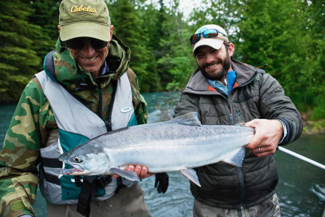 Russian River bound sockeye salmon