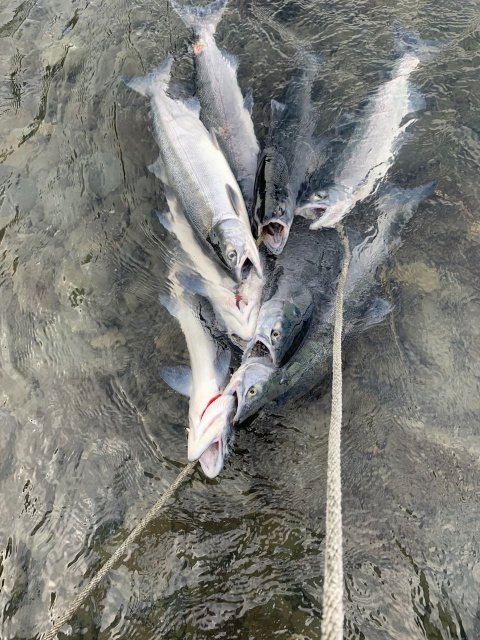 Kenai River Sockeye Run Chart